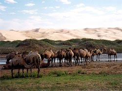 Wielbłądy na pustyni Gobi