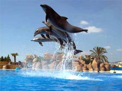 Polaz delfinów w Marineland