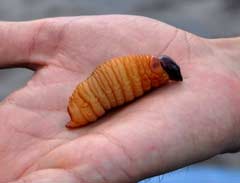 Palmowy robak - źródło białka