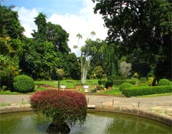 Ogród Botaniczny w Kandy