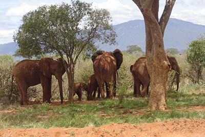 Słonie w jednym z parków narodowych w Kenii.