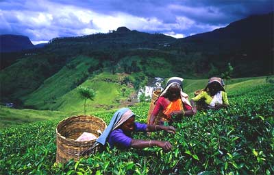 Kobiety na plantacji herbaty (fot. vsitlanka.blogspot.com)