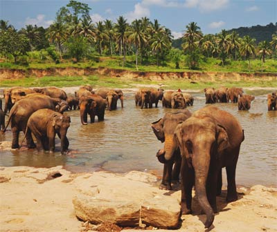 Słonie - jeden z symboli Sri Lanki