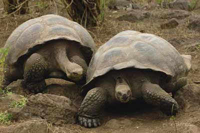 Słynne żółwie słoniowe z Galapagos ważą nawet 400 kg (fot. Metropolitan-Touring.com)