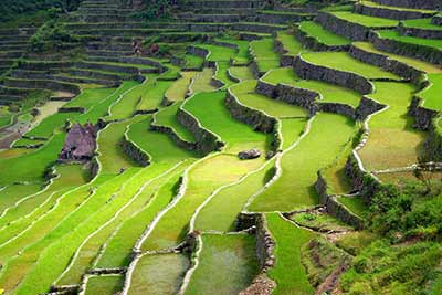 Pola ryżowe na wyspie Luzon (fot.Philippines department of tourism).