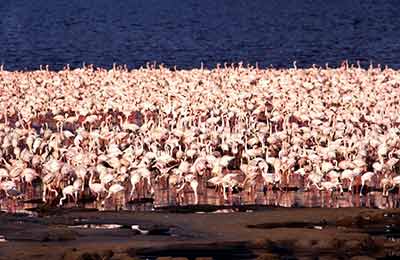 Tysiące flamingów nad jeziorem Nakuru w centralnej Kenii (fot. Kenya Tourism Board)