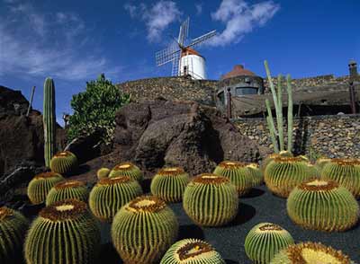 Jardin de Cactus (Ogród Kaktusów) we wsi Guatiza na Lanzarote, fot. Tourismo De Canarias.