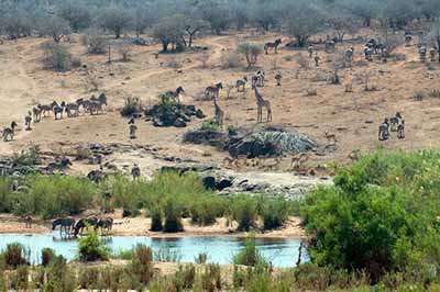 <a href='miejsce,park_narodowy_krugera,324.html
'>Park Narodowy Krugera</a> w RPA, fot. AnnaKrypa
