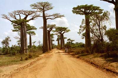 Chroniona tymczasowo od lipca 2007 r. słynna spektakularna Aleja Baobabów nieopodal Morondawy.
