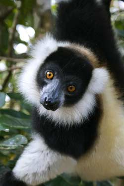 Czarno-biały lemur wari zamieszkuje zalesione tereny Madagaskaru. Prowadzi nadrzewny, dzienny tryb życia (fot. Office National du Tourisme de Madagascar)