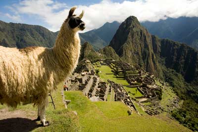 Sympatyczna lama pasąca się pośród ruin Machu Picchu, czyli dwa symbole Peru w jednym miejscu (fot. Ghan Tubbeh/Promperu)