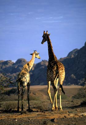 Park Narodowy Etosha (Etosza) to jedno z najwspanialszych sanktuariów dzikiej zwierzyny w Afryce (fot. Namibia Tourism)