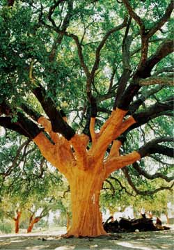 Whistler Tree - drzewo korkowe
