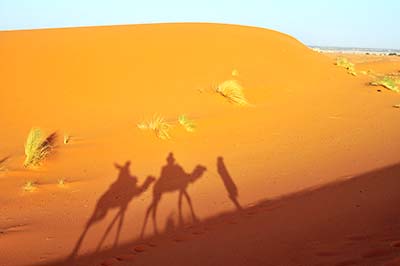 Karawana wielbłądów na Saharze.