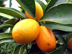 Kumkwat - owoc