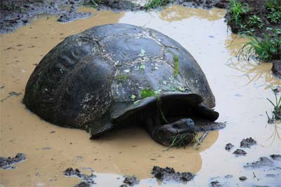 Żółw Słoniowy na Galapagos