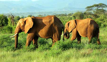 Słonie podczas Safari w Kenii