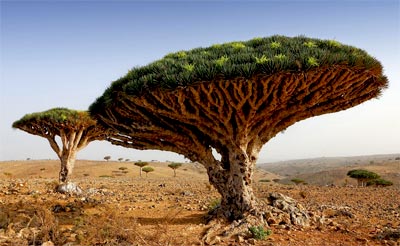 Dracaena cinnabari, czyli smocze drzewo na wyspie Sokotra