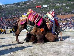 Walki wielbłądów (fot. buzzfed.com)
