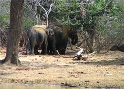Słonie w Yala National Park