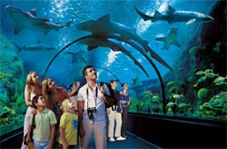 Loro Park - podwodne akwarium
