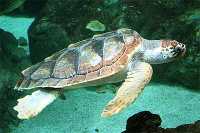 Żółw morski Caretta Caretta.